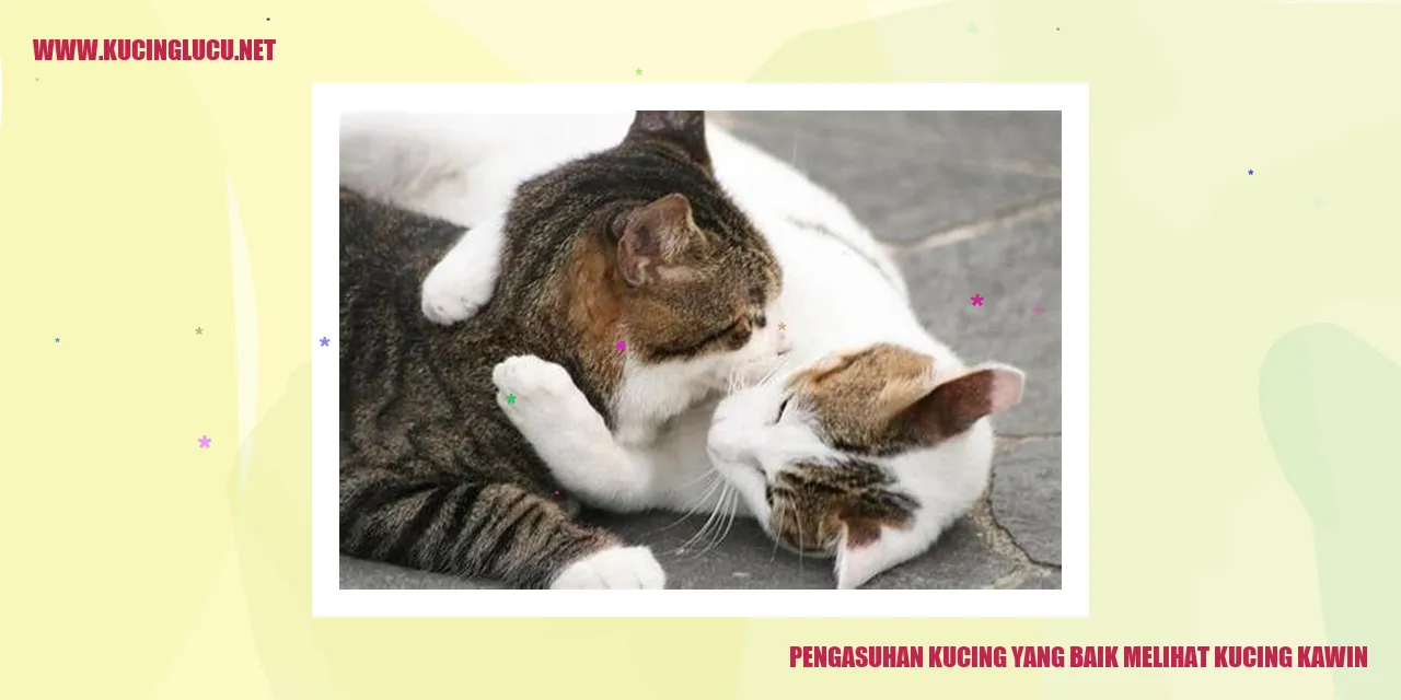 Gambar kucing kawin