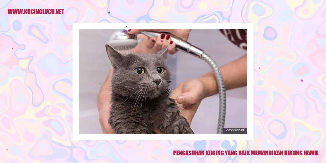 Kucing sedang hamil dan sedang dimandikan