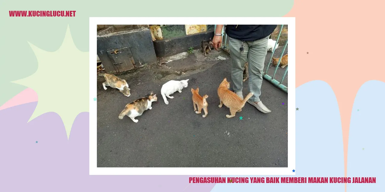 Gambar kucing jalanan
