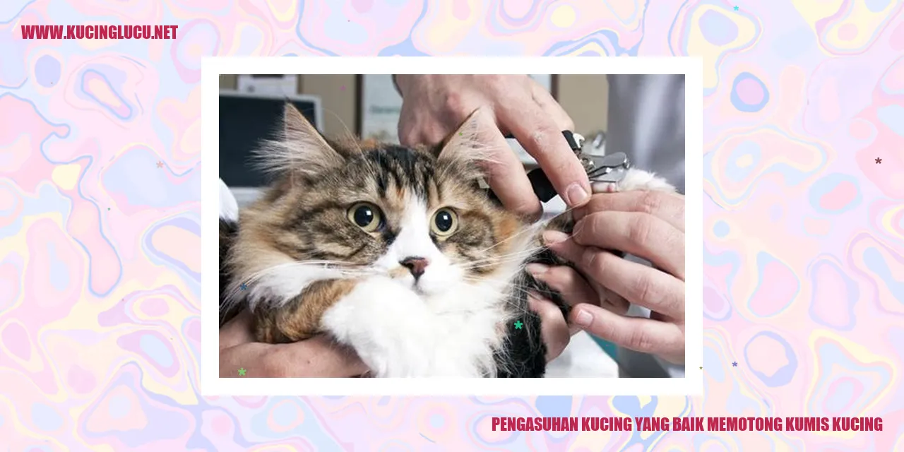 Kucing sedang dipotong kumisnya oleh pemiliknya