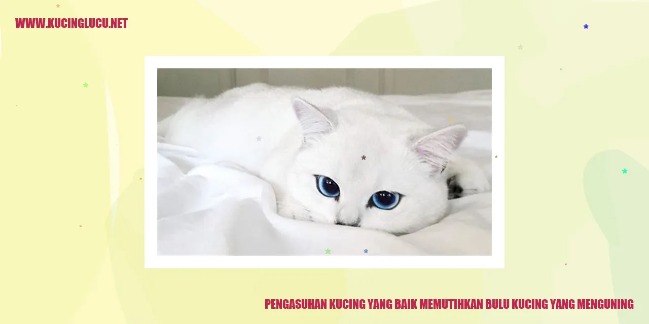 Panduan Memberikan Asuhan yang Baik untuk Memutihkan Bulu Kucing yang Menguning