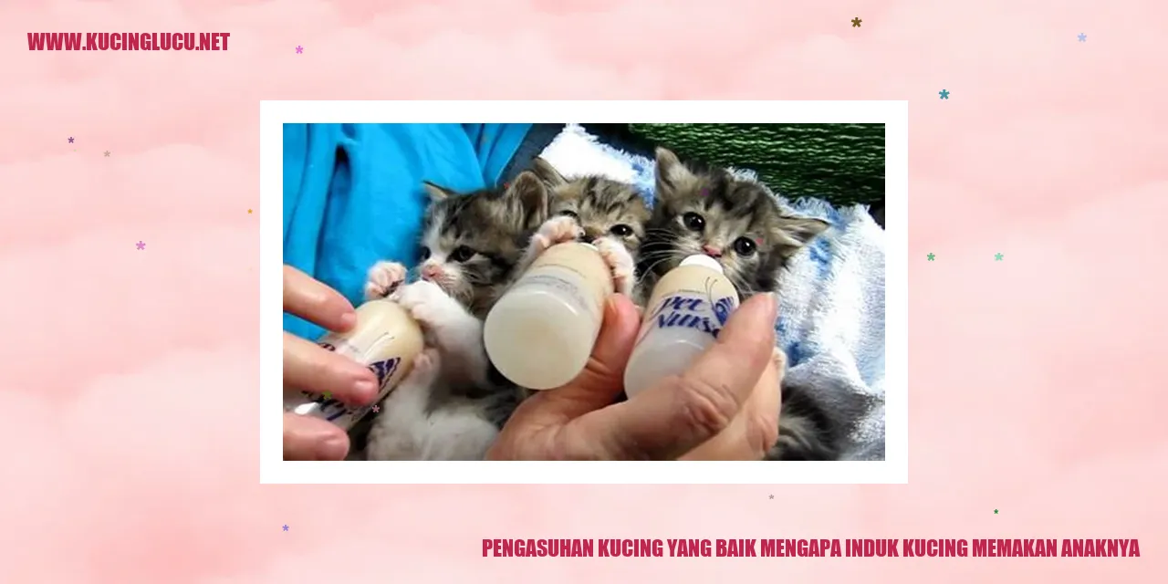 Gambar Kucing dengan Anaknya