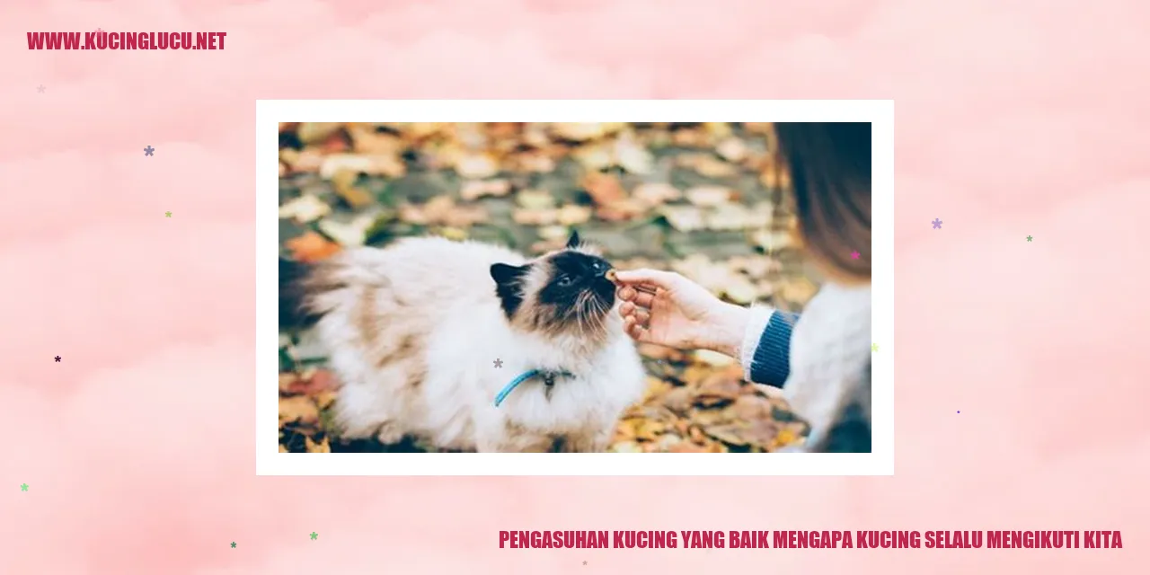 Kucing yang Mengikuti Kita