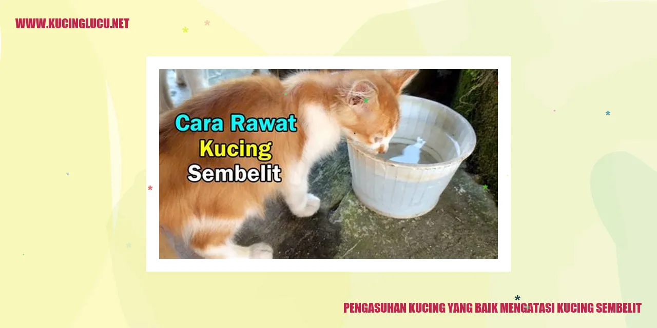 Gambar kucing sedang dimandikan