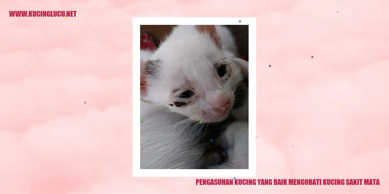 Kucing dengan mata sehat