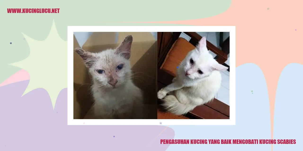 Gambar Kucing Sehat