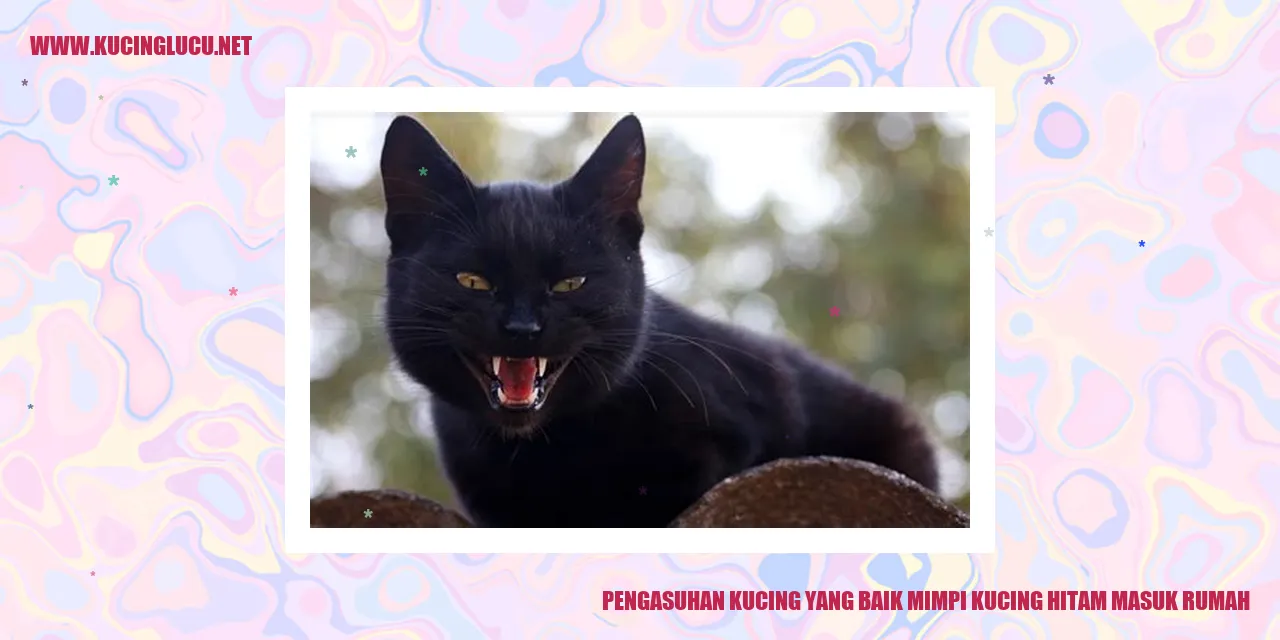 Kucing Hitam Masuk Rumah