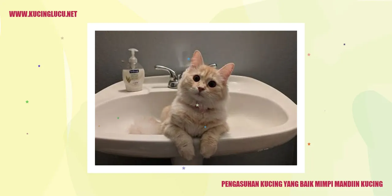 Kucing yang sedang dimandikan oleh pemiliknya