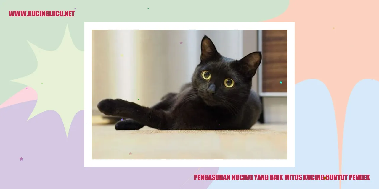 Kucing lucu