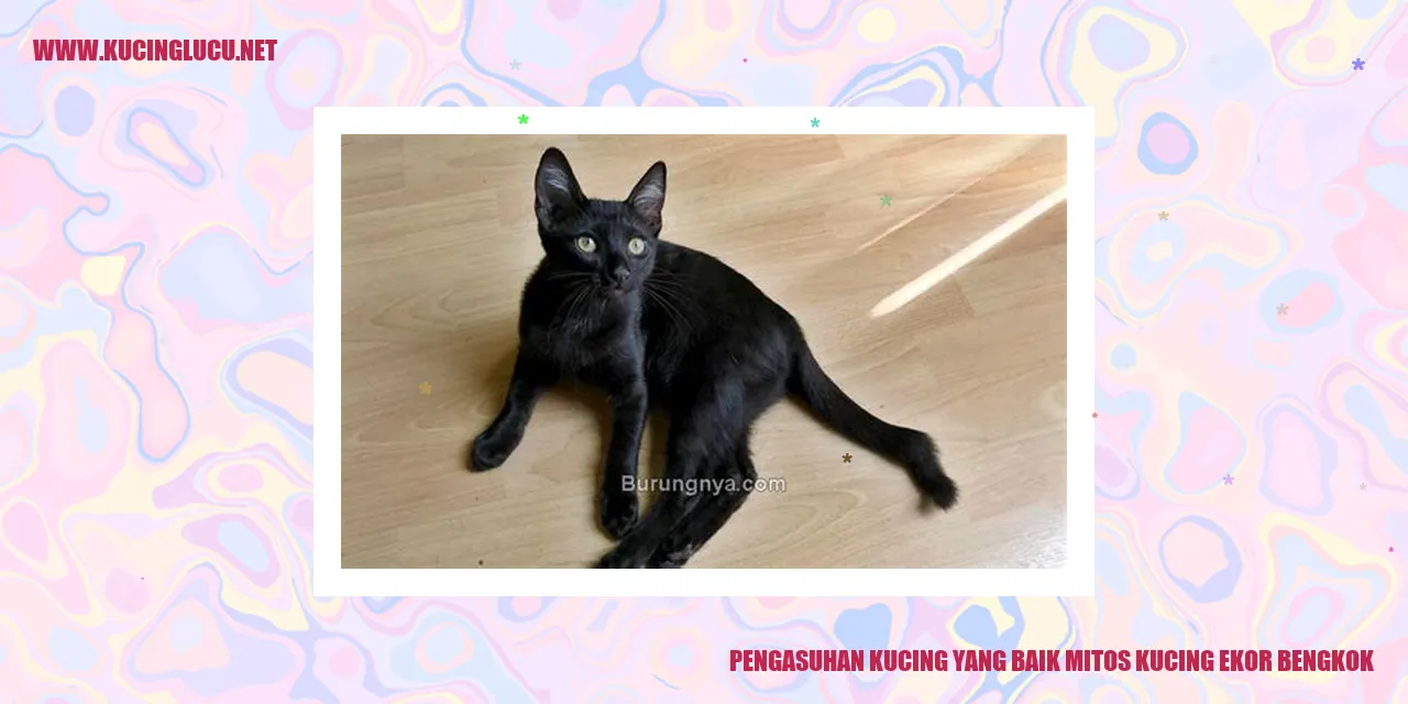 Gambar Kucing Yang Sehat dan Bahagia
