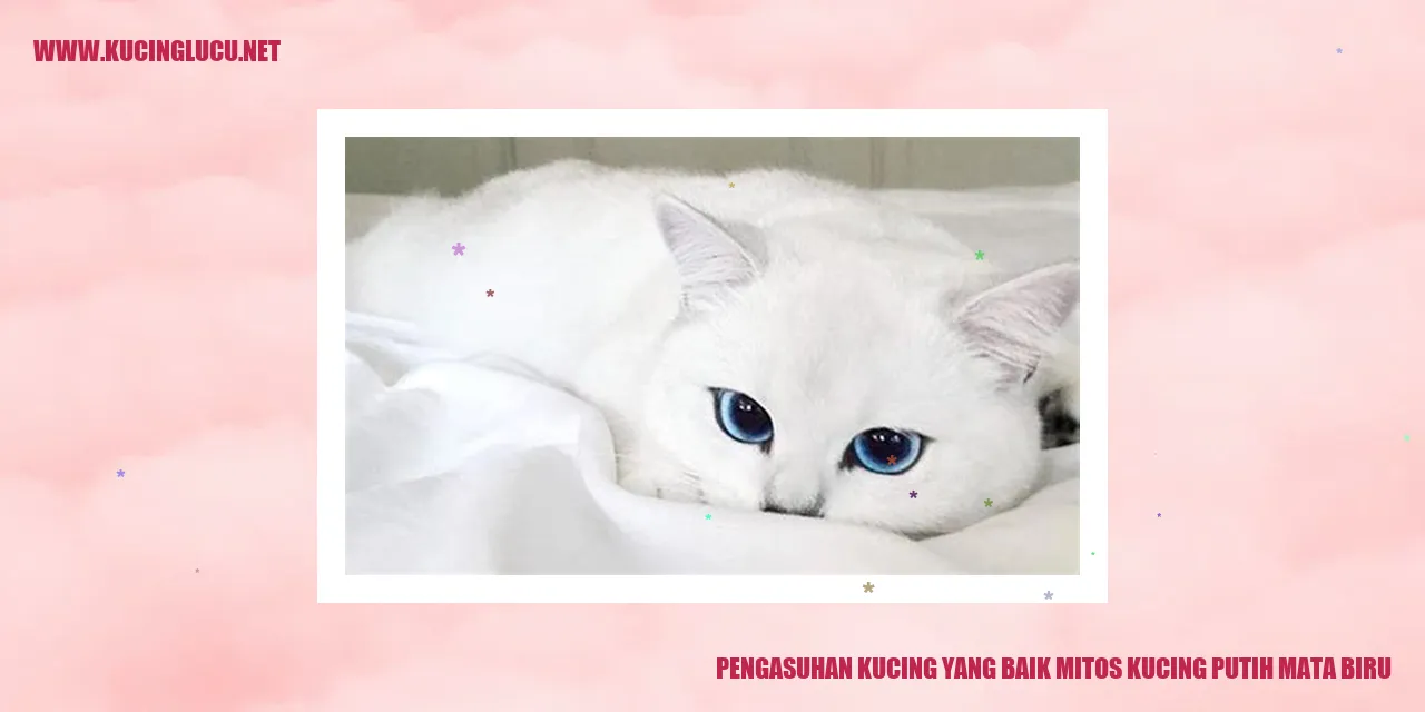 Gambar kucing putih mata biru