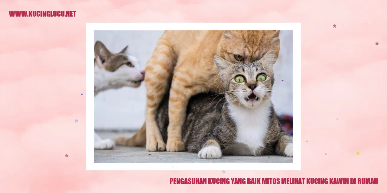 Kucing Kawin