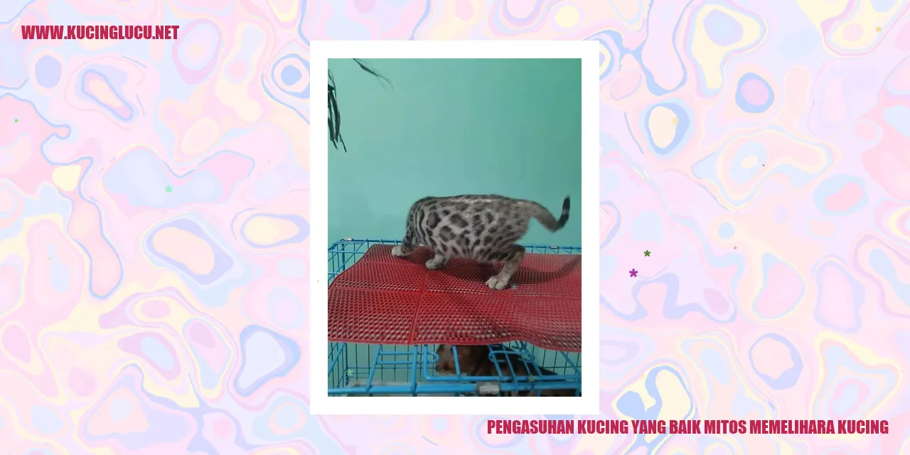 Pengasuhan Kucing yang Baik mitos memelihara kucing