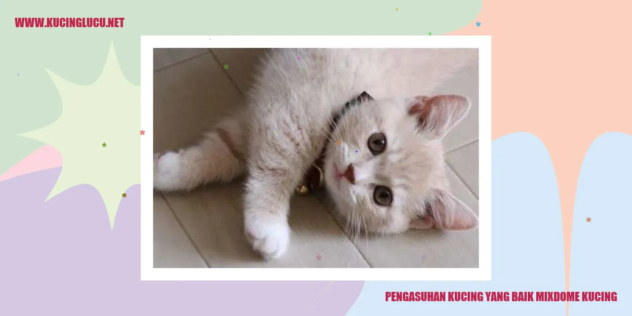 Foto kucing yang sehat dan bahagia