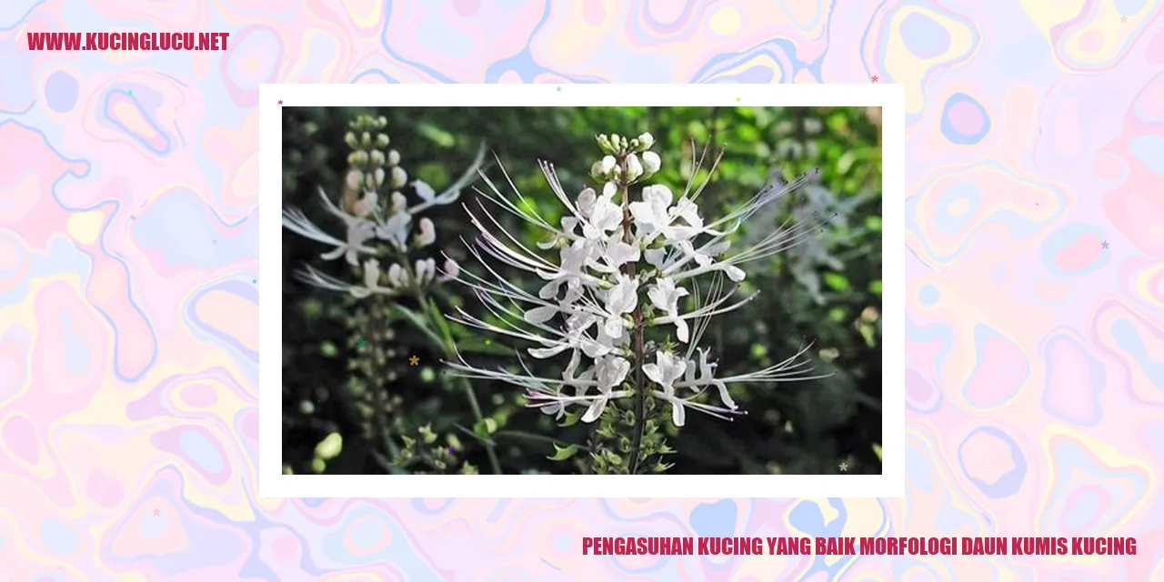 Gambar Kucing mengintip