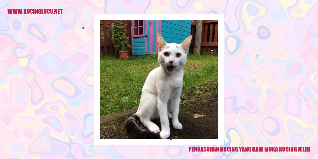 Kucing dengan wajah jelek