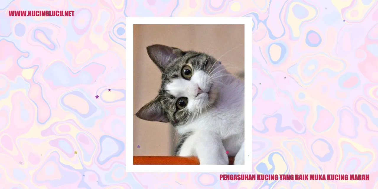 Ilustrasi Kucing Marah