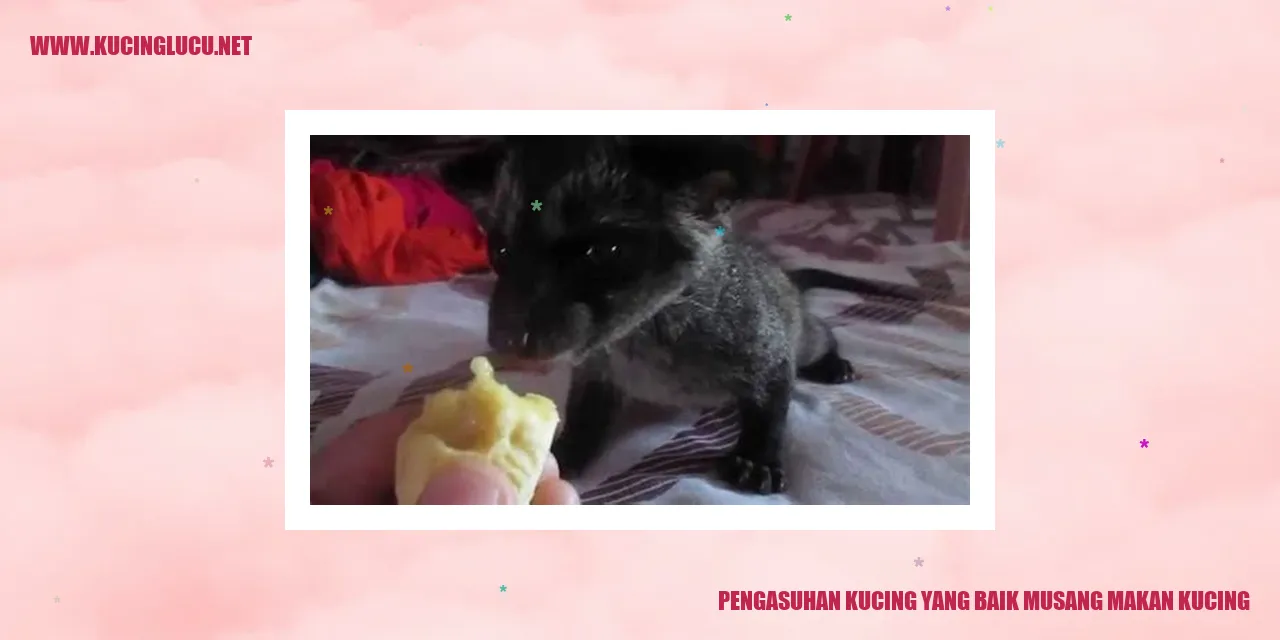 gambar kucing bahagia di pelukan pemiliknya