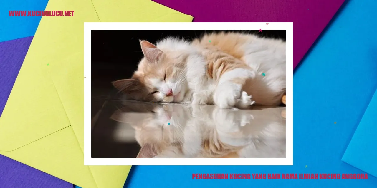 Foto Kucing Anggora