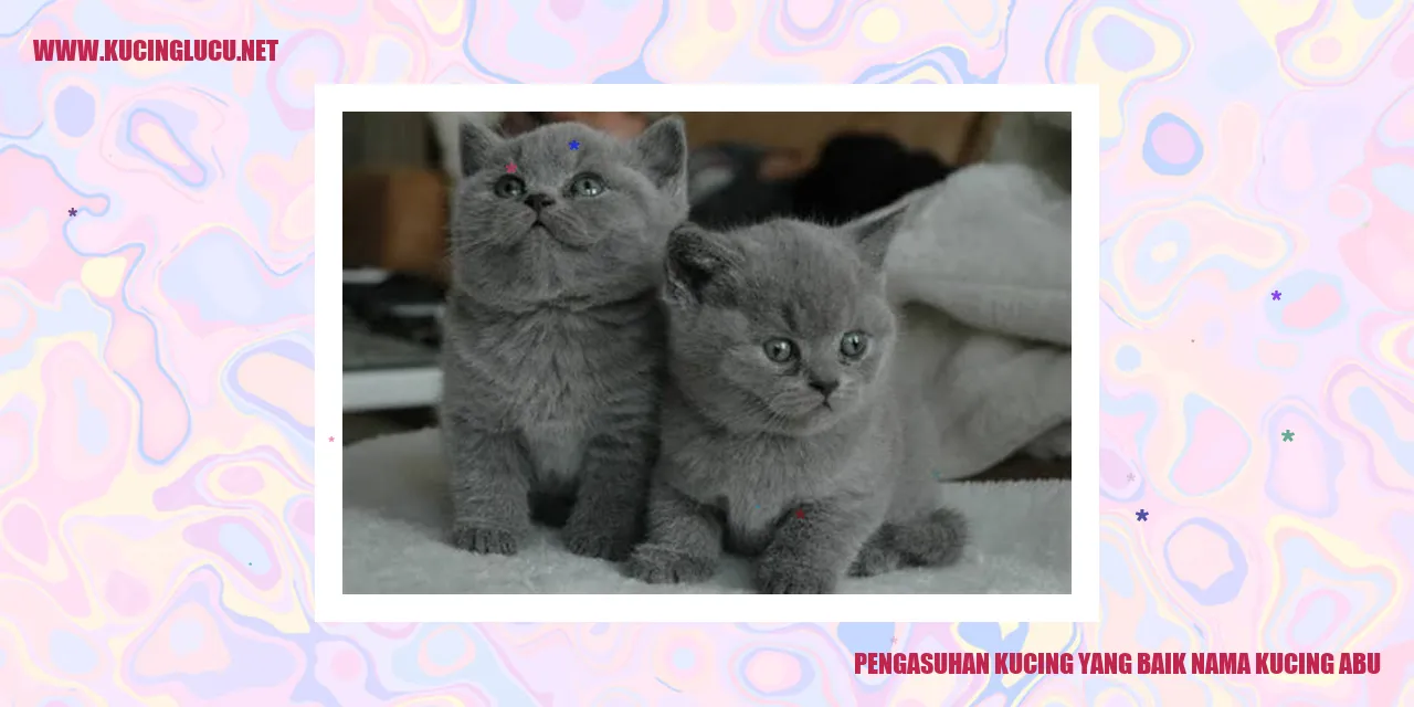Gambar Kucing Abu
