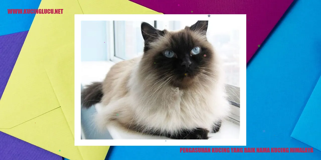 Foto Menggemaskan Kucing Himalaya