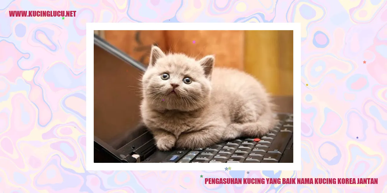 Kucing sedang bermain di lapangan