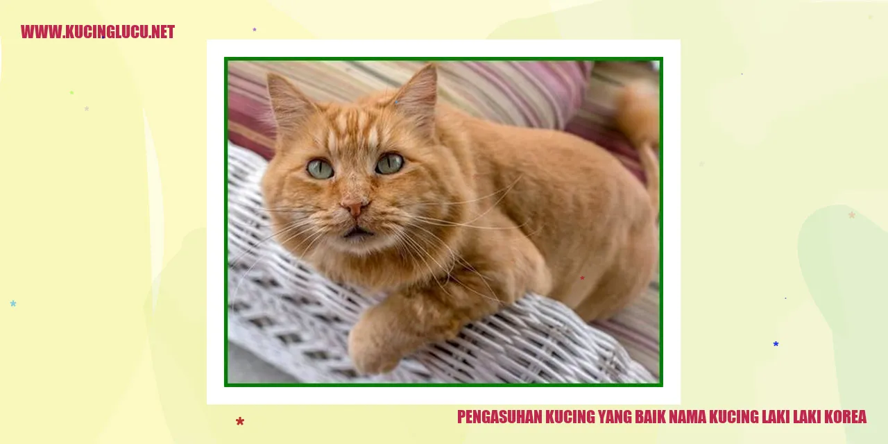 Kucing Laki-laki Korea