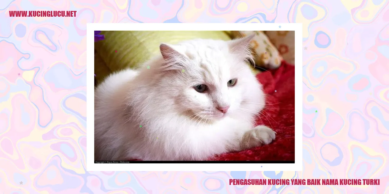 Gambar kucing turki