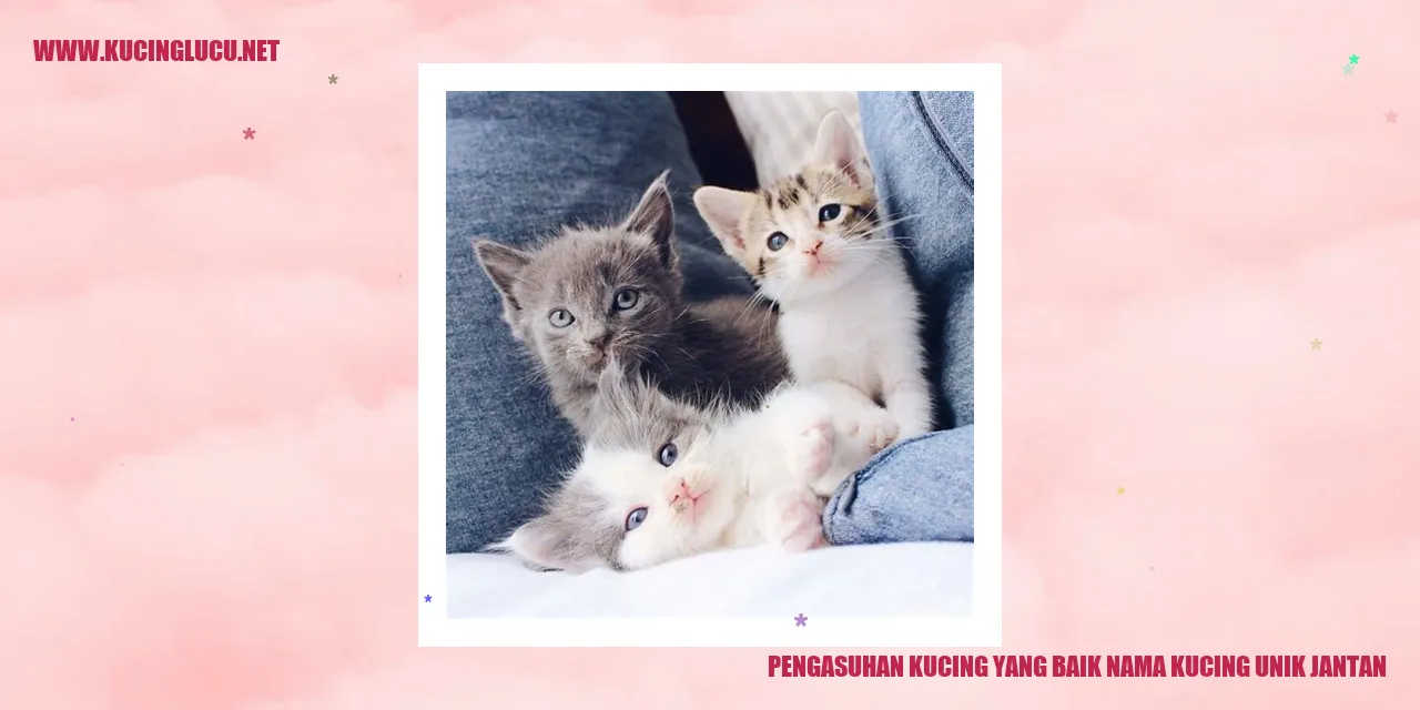 Kucing Jantan Unik