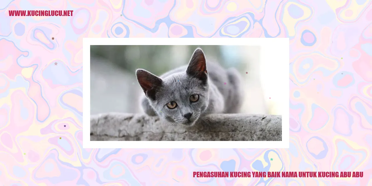 Kucing abu abu