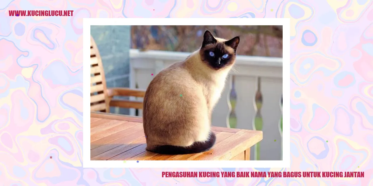 Kucing Jantan yang Menggemaskan