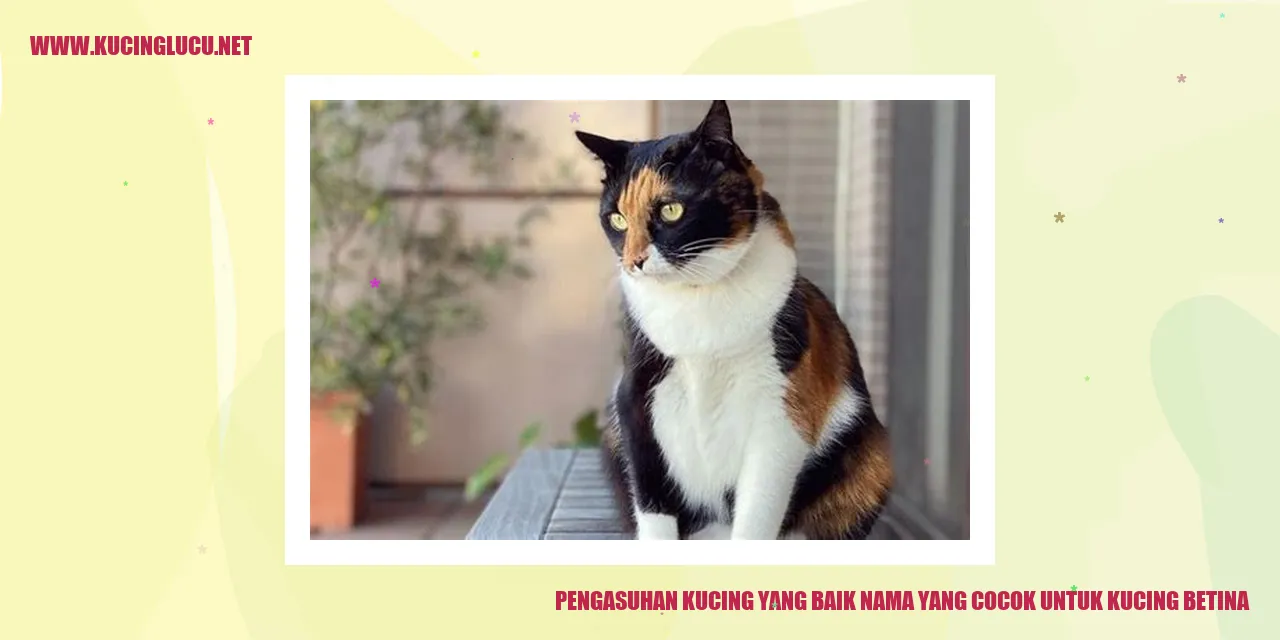 Gambar Kucing Betina