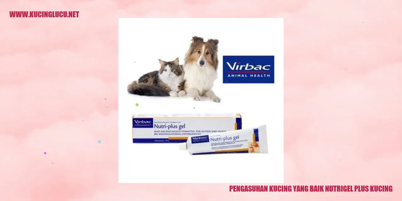 Gambar kucing sehat