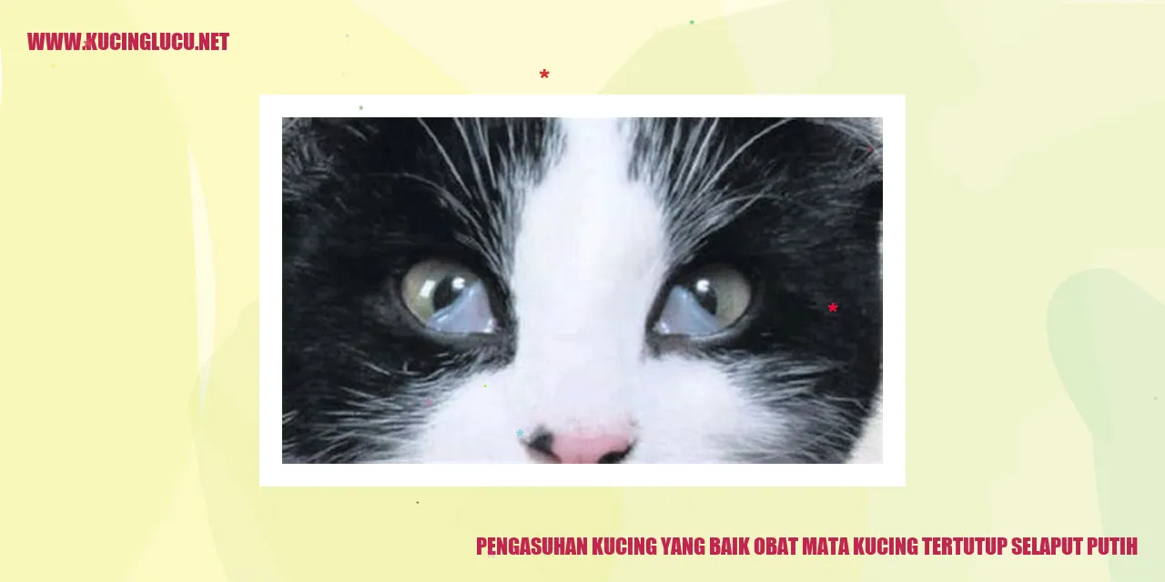 Kucing dengan mata tertutup selaput putih