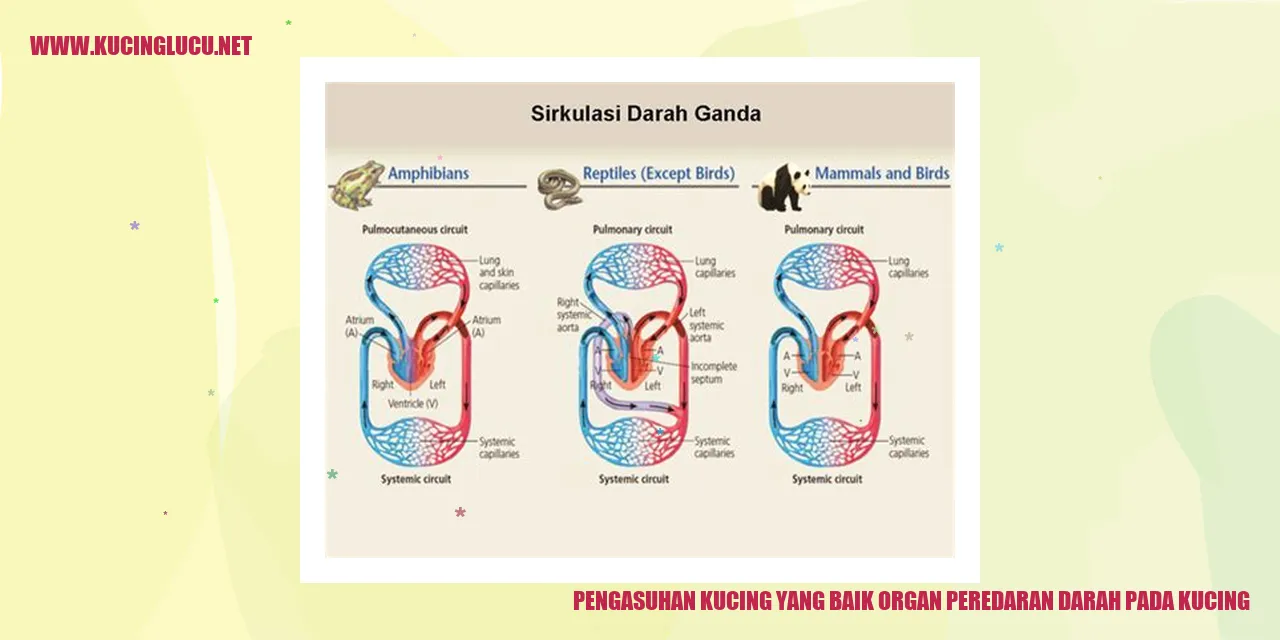Kucing yang Sehat
