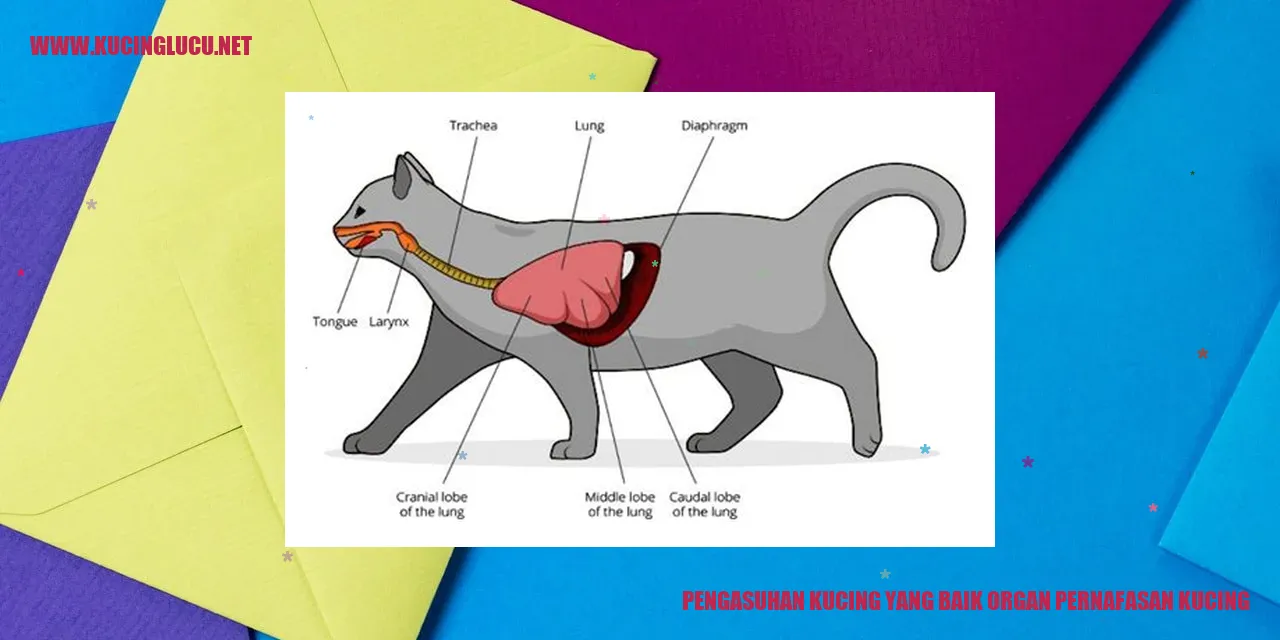 Kucing Bernapas dengan Optimal