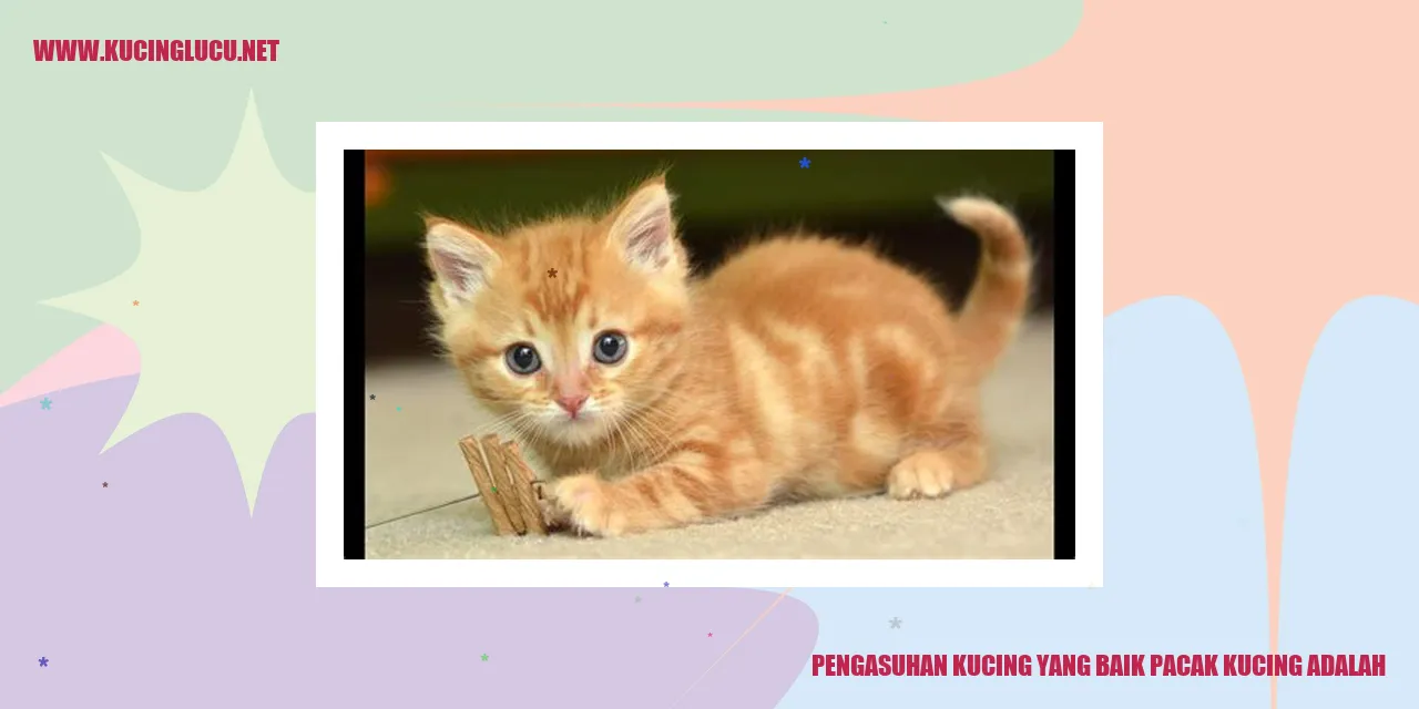 Kucing lucu