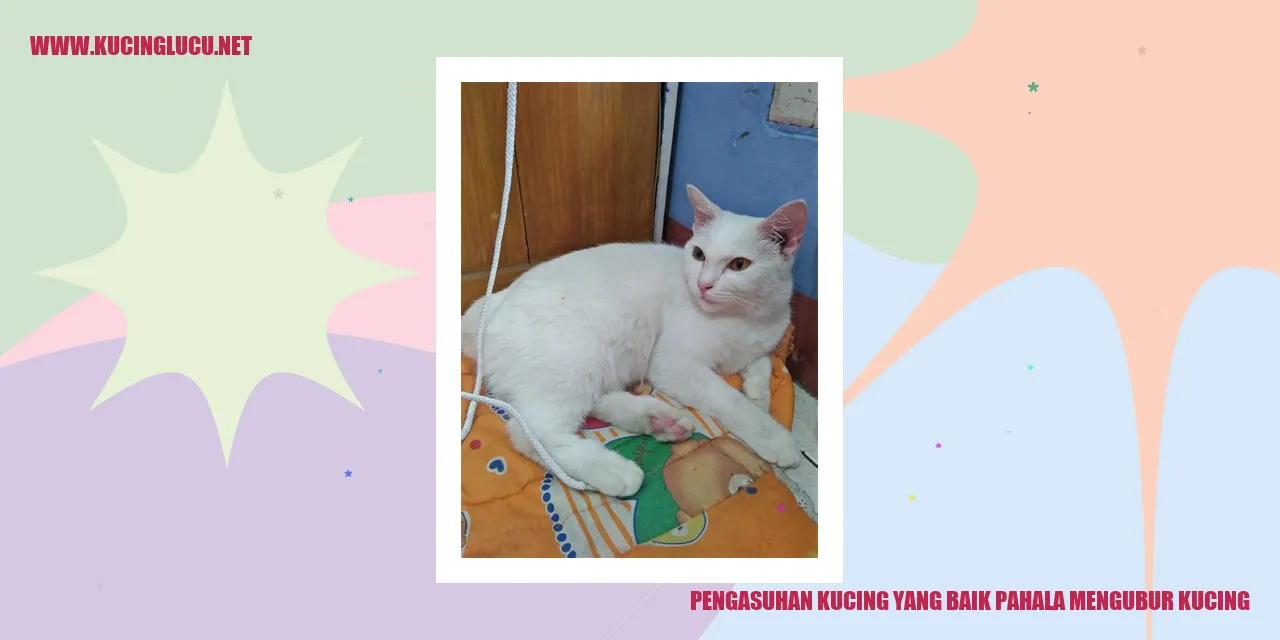 gambar kucing yang menggemaskan