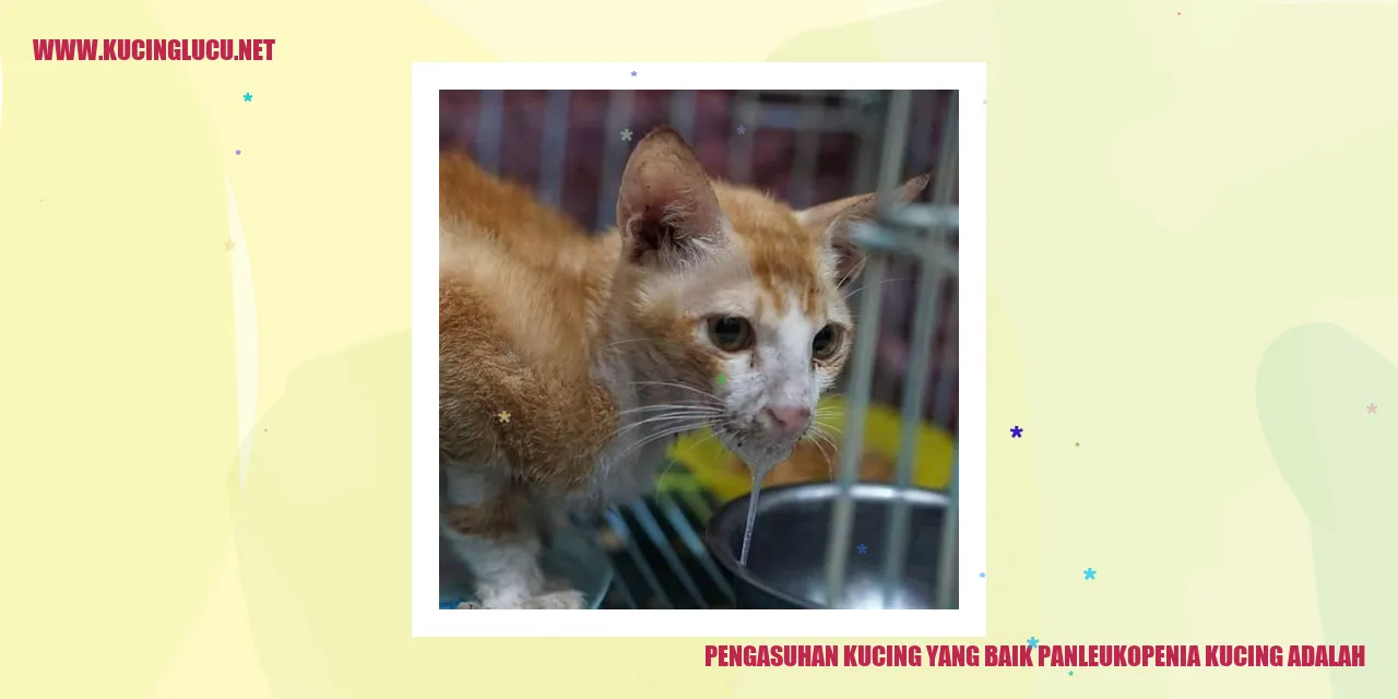 Gambar kucing sehat