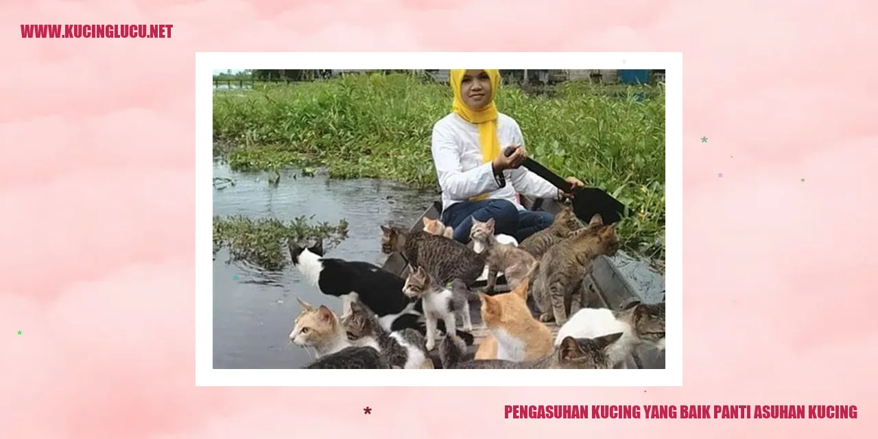Pengasuhan Kucing yang Baik panti asuhan kucing