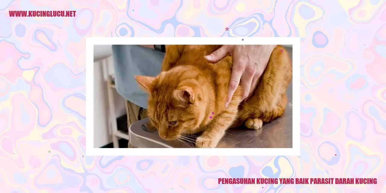 gambar kucing yang sehat