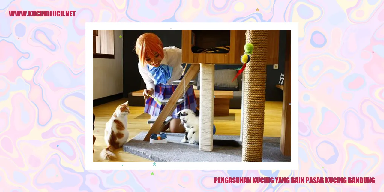 Gambar Pengasuhan Kucing yang Baik