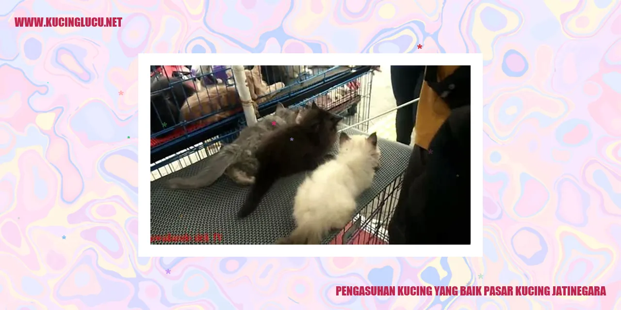 Gambar Kucing Sehat