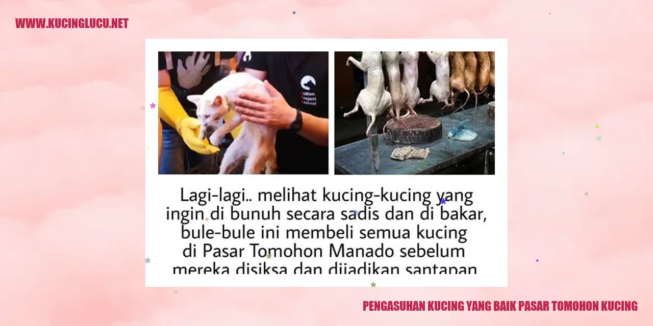 Gambar Kucing Sehat dan Bahagia