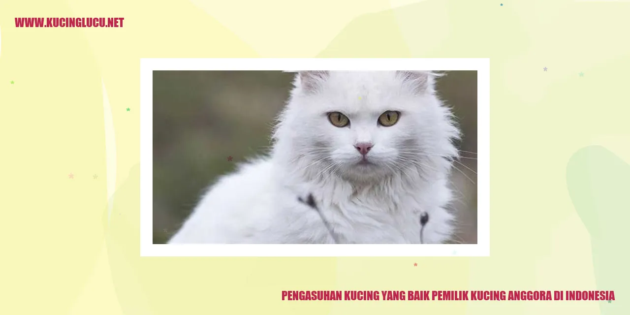 Gambar Kucing Anggora