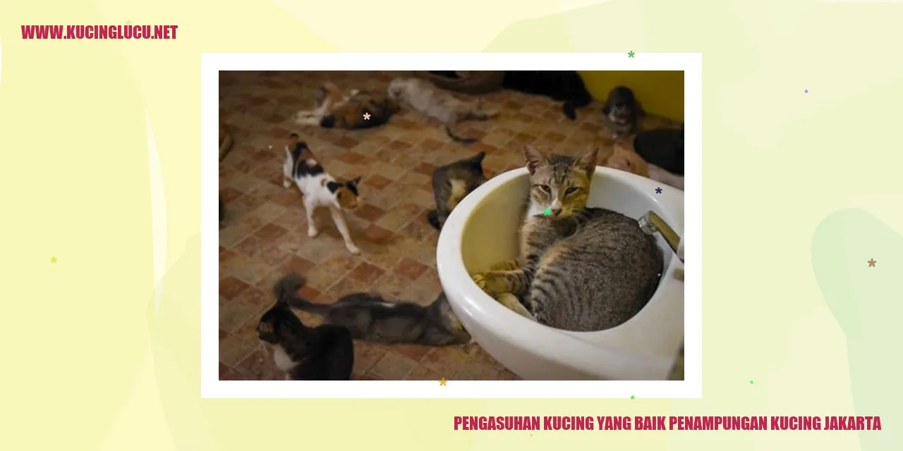 Pentingnya Memberikan Perawatan yang Baik kepada Kucing di Penampungan Kucing Jakarta