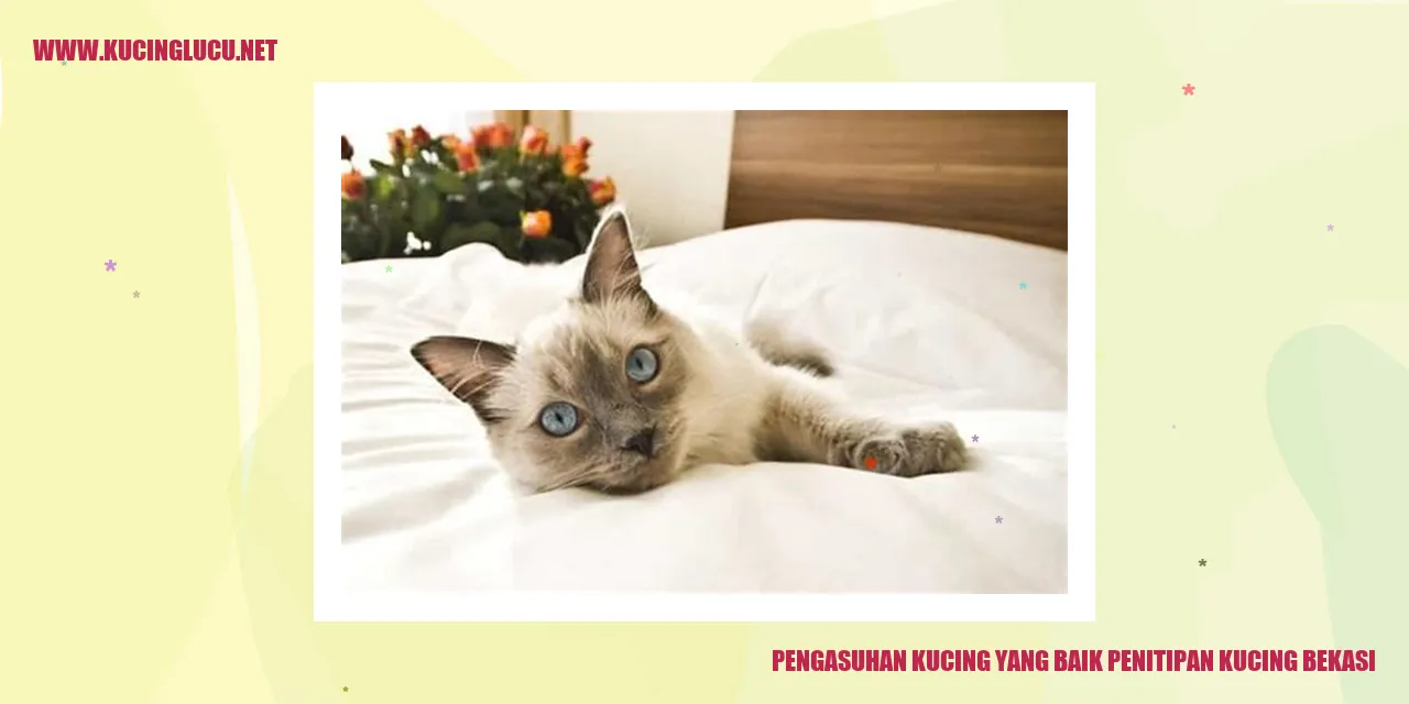 Kucing yang Bahagia di Penitipan Kucing