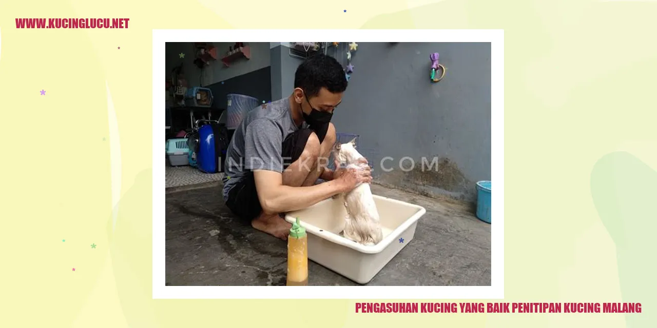 Kucing yang sehat dan bahagia di penitipan kucing Malang
