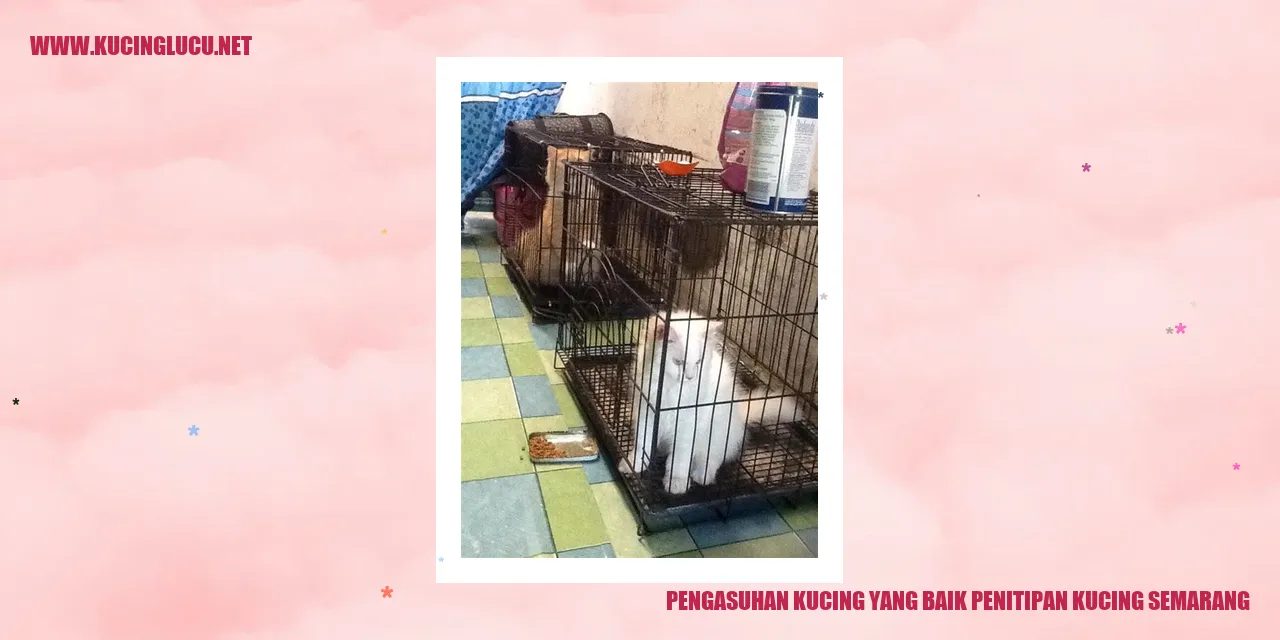 Kucing Lucu