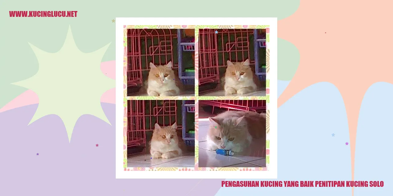 Ilustrasi Pengasuhan Kucing yang Baik di Penitipan Kucing Solo